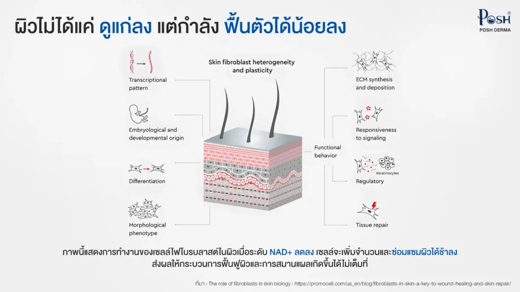 ผิวไม่ได้แค่ ดูแก่ลง แต่กำลัง ฟื้นตัวได้น้อยลง