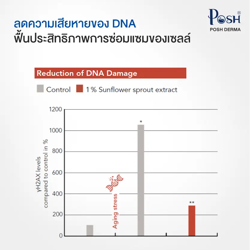 RejuveNAD ลดความเสียหายของ DNA และฟื้นประสิทธิภาพการซ่อมแซมของเซลล์