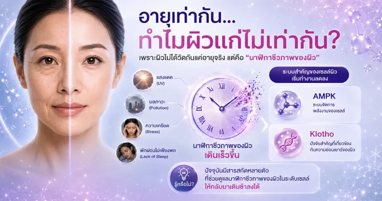 Infographic อธิบาย Biological Clock ของผิว AMPK Klotho และ EpiSnow สำหรับสกินแคร์ Anti-Aging