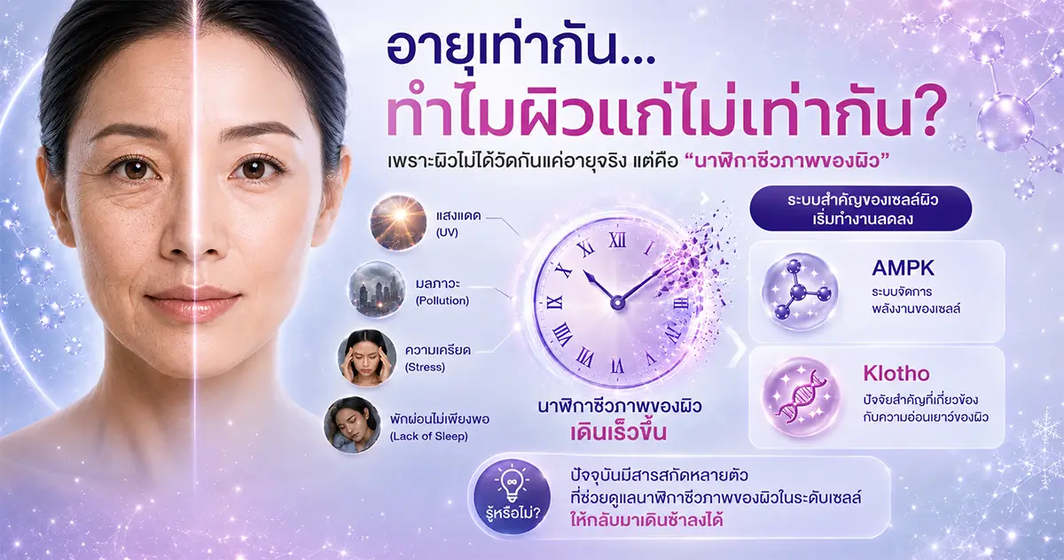 Infographic อธิบาย Biological Clock ของผิว AMPK Klotho และ EpiSnow สำหรับสกินแคร์ Anti-Aging