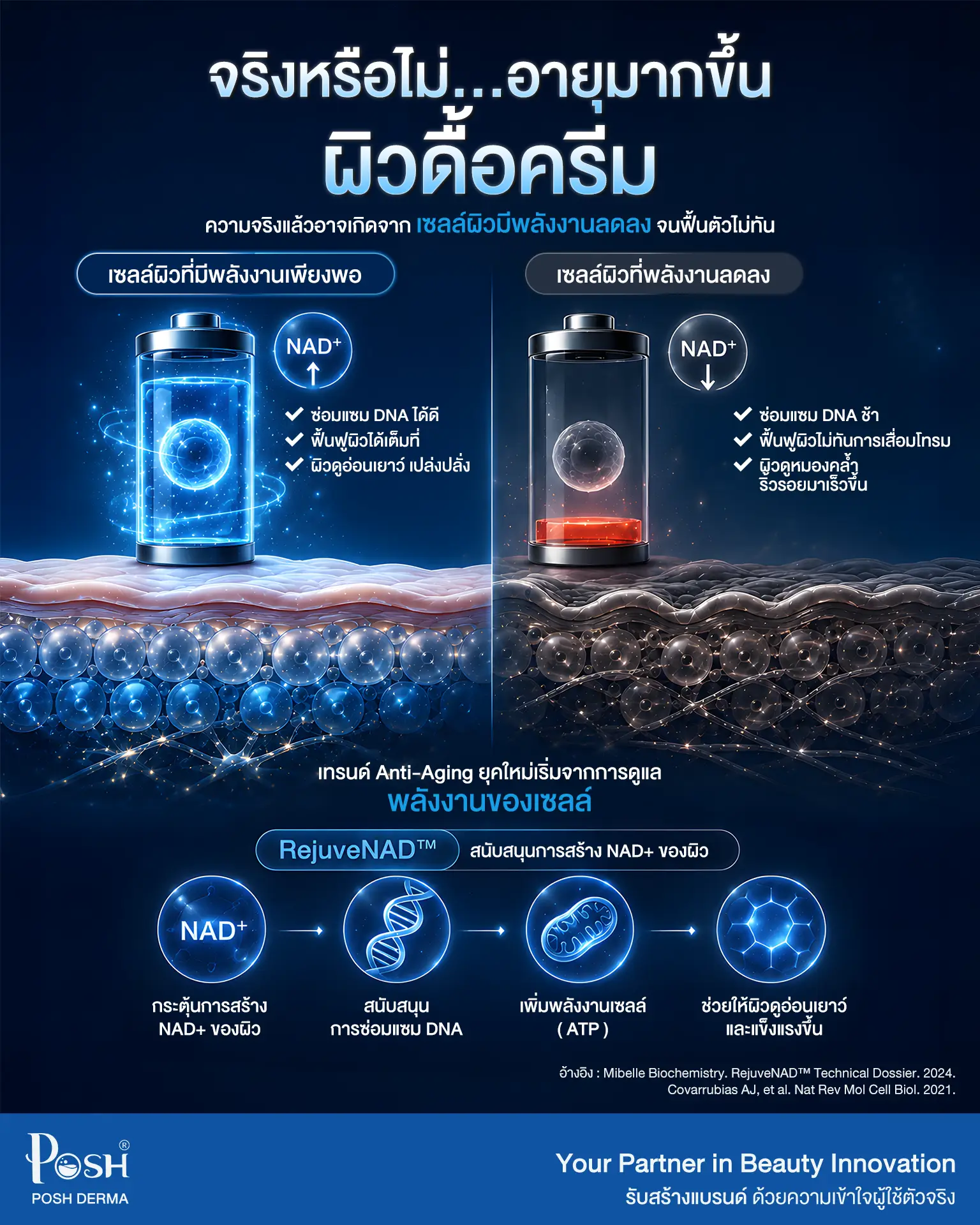 Infographic อธิบายผิวดื้อครีม NAD+ และ RejuveNAD สำหรับสกินแคร์ Anti-Aging